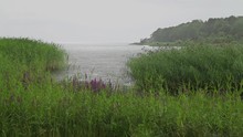 Cloudy Nasty Day Pouring Rain,  Shore Reeds And Cattails 