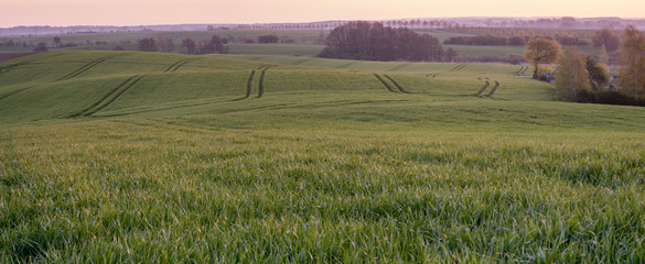 Wall Mural - green field, panorama