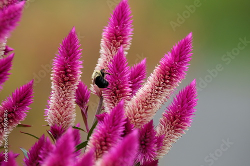 Fototapeta na szkło Pink-purple flower with bee