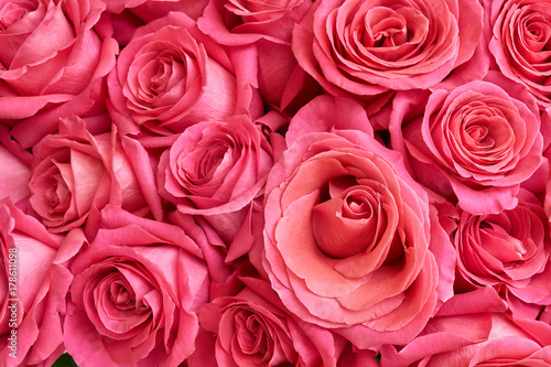 Plakat Wiele różowych róż