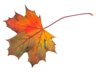 Wall Mural - leaf on white