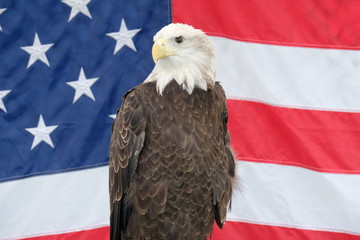 Sticker - Patriotic bald eagle