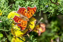 Question Mark Butterfly (Polygonia Interrogationis) In Its Winter Form Sitting On A Leaf With His Wings Open
