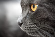 Closeup gray cat with amber eyes profile view