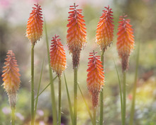 Red Hot Poker Flowers  Or Kniphofia