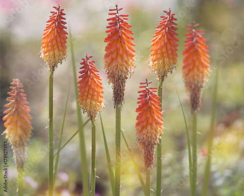 Red Hot Poker flowers  or kniphofia