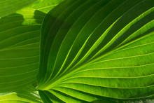 Bright Green Leafy Background Texture With Curving Veins And Ridges.  Hosta Leaves With Many Shades Of Green