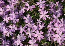 Pink Creeping Phlox Flowers Free Stock Photo - Public Domain Pictures