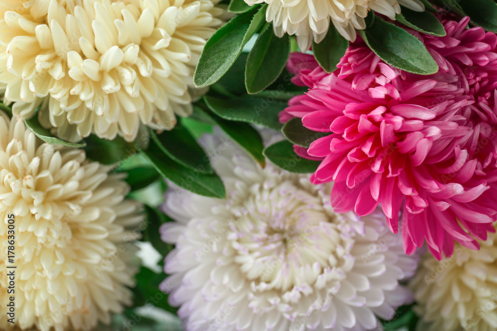 Beautiful chrysanthemum flowers, closeup