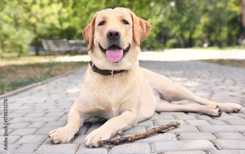 Cute Labrador Retriever with wooden stick lying on sidewalk in park Poster Mural XXL