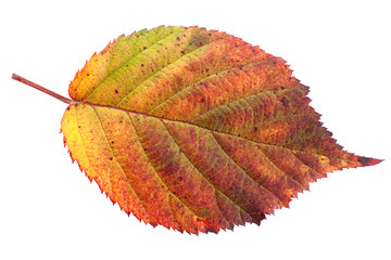 Wall Mural - Autumn leaf on white