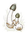 © spline_x - Phallus impudicus, known colloquially as the common stinkhorn.