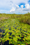 Fototapeta  - Anhinga Trail of the Everglades National Park. Boardwalks in the swamp. Florida, USA.
