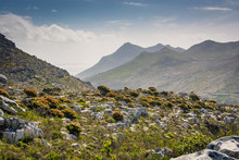 Protea Bushes In Flower Fill A Hillside, With Silvermine Mountains In The Background Near Cape Town, South Africa.