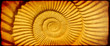 Grunge background with paper texture and ammonite shell