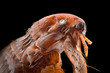 Extreme magnification - Flea at 20x magnification