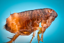 Extreme Magnification - Flea At 10x Magnification