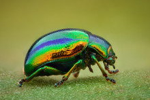 Extreme Magnification - Green Jewel Beetle