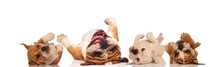 Four English Bulldogs Laying Upside Down On Their Back
