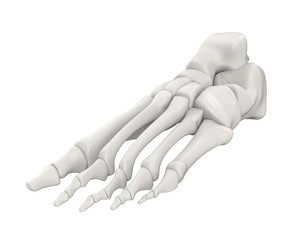 Canvas Print - Foot Bones Anatomy Isolated