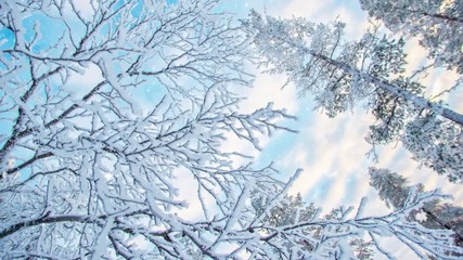 Wall Mural - seamless loop - looking up at snowy branches and trees, winter background, snow falling, video hd