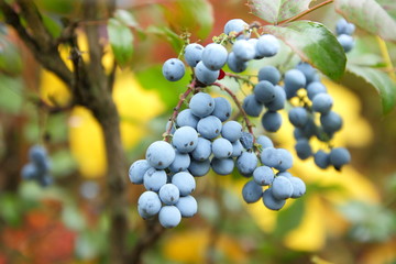 Hollyleaved Barberry, Tall Oregon Grape, Mahonia aquifolium in the botanical garden in autumn