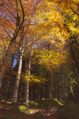  sottobosco autunnale
