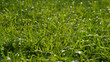 Use grass for the background. - I like the feel of this, might be something l try to create for my body background