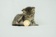 © gtlv - ビットコインと子猫