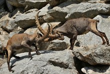 Ibex Fight In The Rocky Mountain Area. Wild Animals In Capitivity. Nature Looking Habitat In The Zoo. Two Males Fighting For Females.