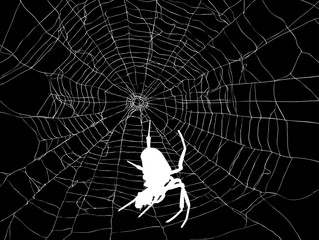 Wall Mural - white large spider in web