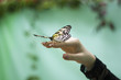 butterfly sits on a hand