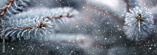 Fotomural Blue fir tree branches with snowfall.