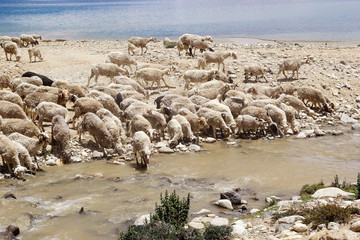 Wall Mural - Pashmina goats in Ladakh, India