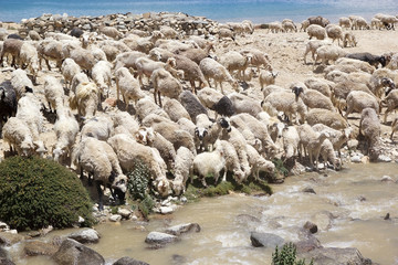 Wall Mural - Pashmina goats in Ladakh, India