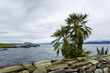Palm tree on the shore, Norway