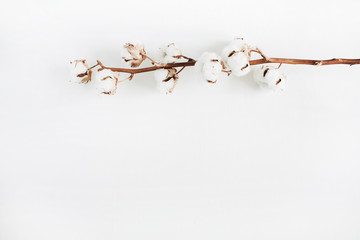 Cotton branch isolated on white background. Flat lay, top view.