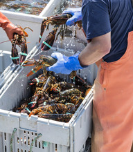 Three Live Lobsters Being Held By Fishermen