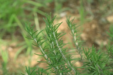 rosemary plant in nature