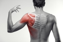 Man View From Back. Blades, Shoulder And Trapezoid Illustration.
