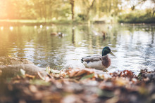 Duck On Pond With Autumn Foliage In Shallow Foreground