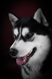 Fototapeta Psy - portrait of a dog Siberian Husky in the studio on a black background