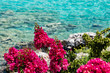 Pink flowers on the Mediterranean coast in the Peloponnese, Greece.