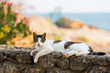Stray cat lying on sea wall in the Peloponnese, Greece.