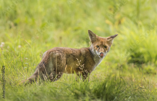 Zdjęcie XXL Czerwonego Fox nieletni na trawie, zamyka up
