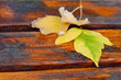 Front view on yellow autumn leaves laying on brown bench background