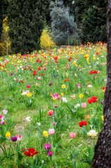 tulipani colorati