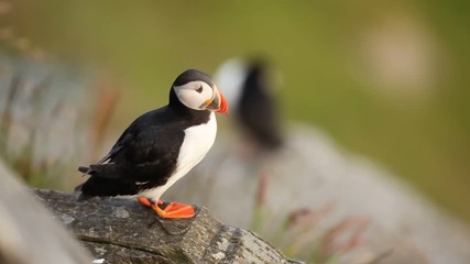 Wall Mural - Atlantic puffin, fratercula arctica, Norway