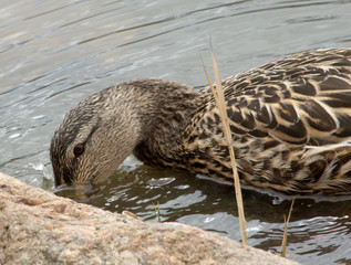 Poster - Duck drinking