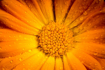 Calendula flower macro